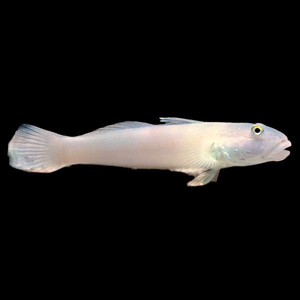 Six-spotted Sleeper Goby