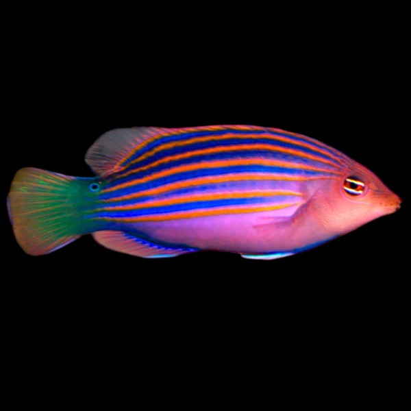 Sixline Wrasse