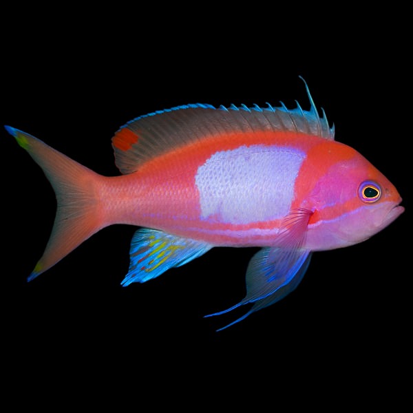 Squarespot Anthias Male