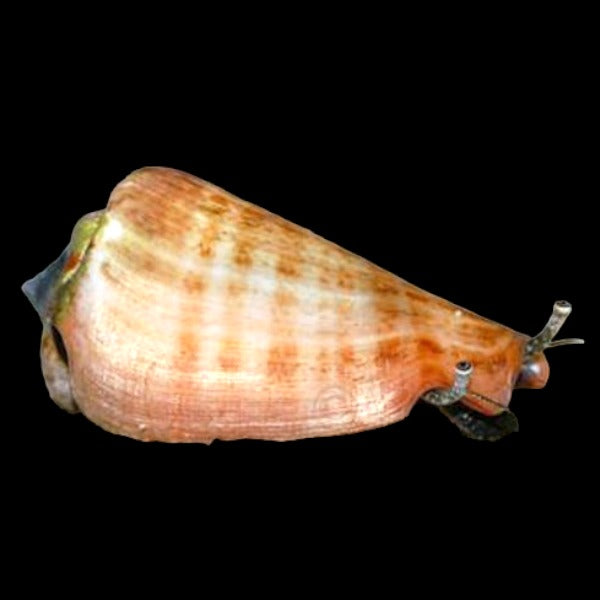 Strawberry Conch Snail (Tiger conch)
