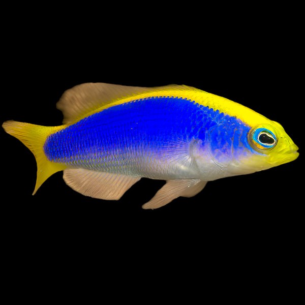 Sunrise Dottyback