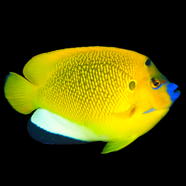 Threespot Angelfish
