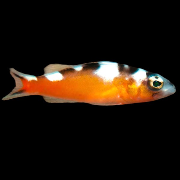 Tobacco Bass