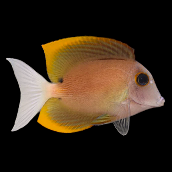 Tomini Tang