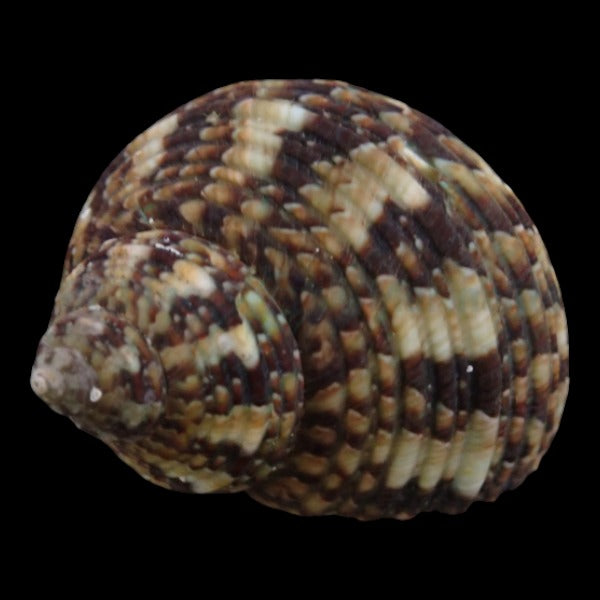 Turbo Snails
