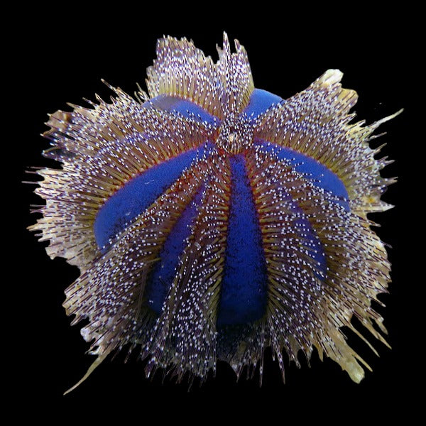 Tuxedo Urchin