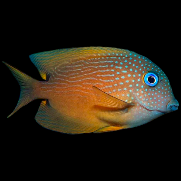 Two Spot Bristletooth Tang