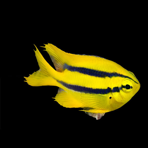 Black & Gold Damsel