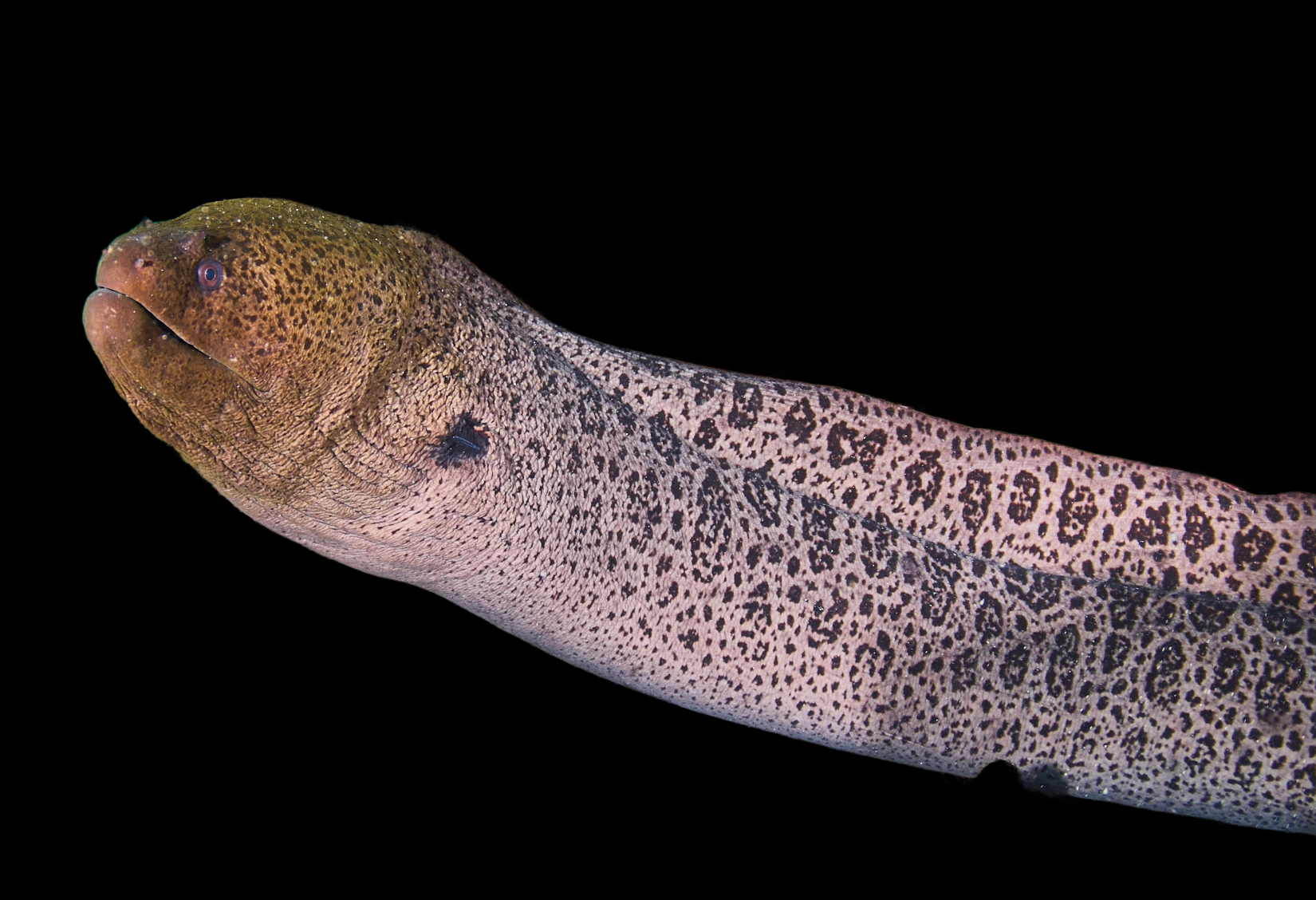 Giant Moray Eel (Gymnothorax javanicus)