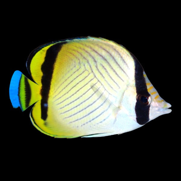 Vagabond Butterflyfish (Medium)