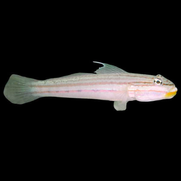 Mural Sleeper Goby