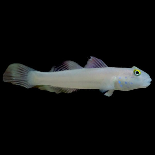 Six-spotted Sleeper Goby
