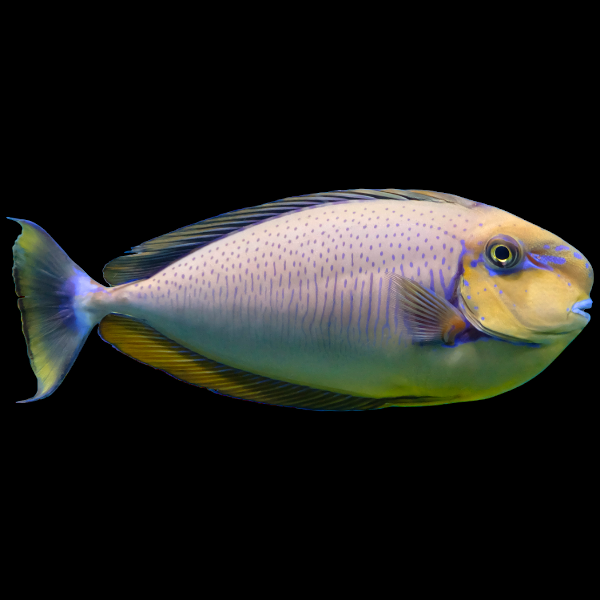 Vlamingii Tang