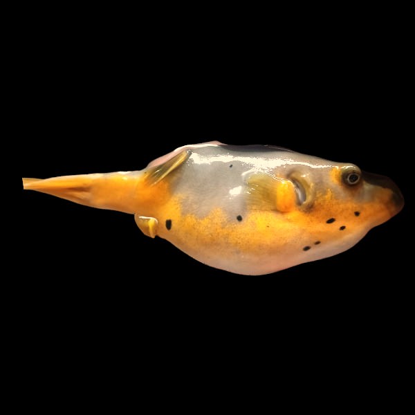 Black Spotted Pufferfish Yellow Belly