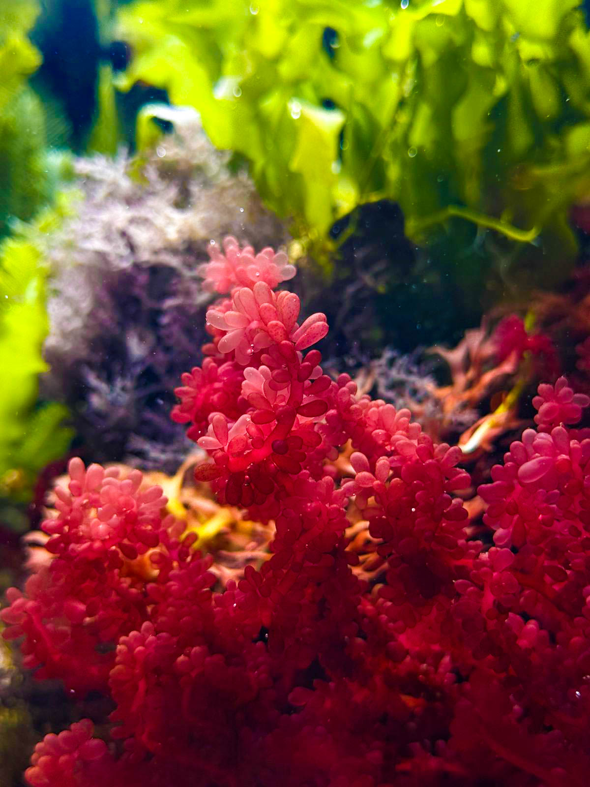 Red Grape Macroalgae / Botryocladia SP.