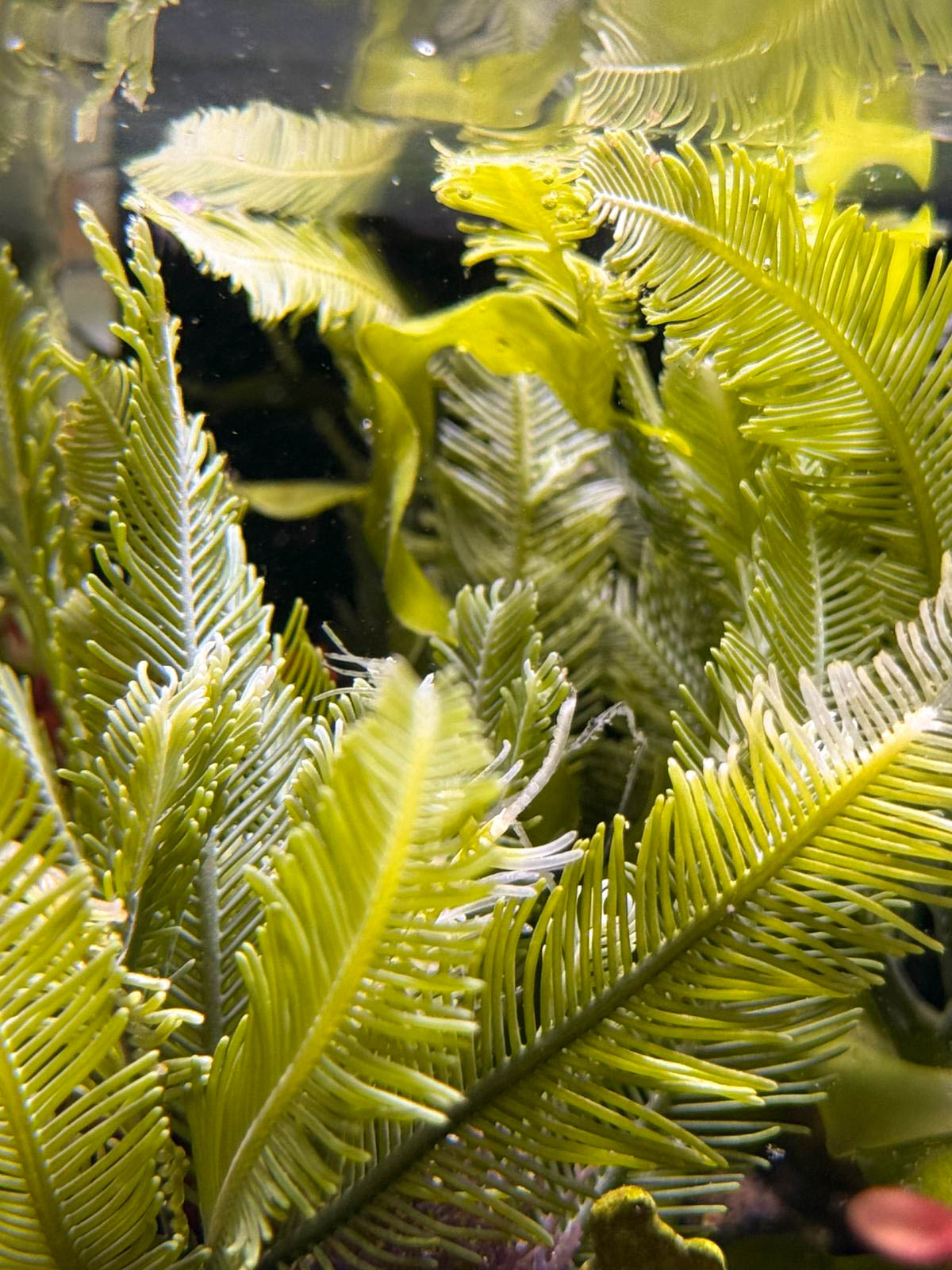 Feather Caulerpa