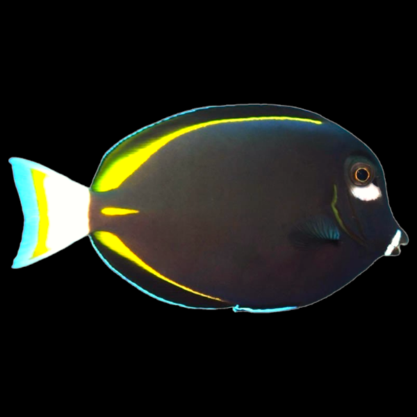 Whitecheek Tang