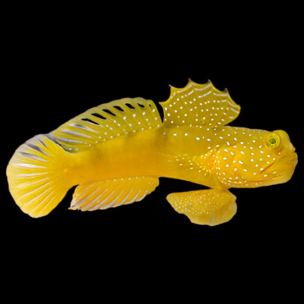 Yellow Watchman Goby