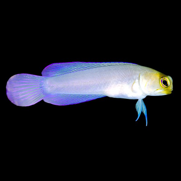 Yellowhead jawfish