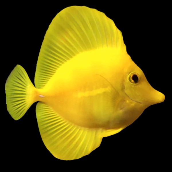 Yellow Tang - CAPTIVE BRED
