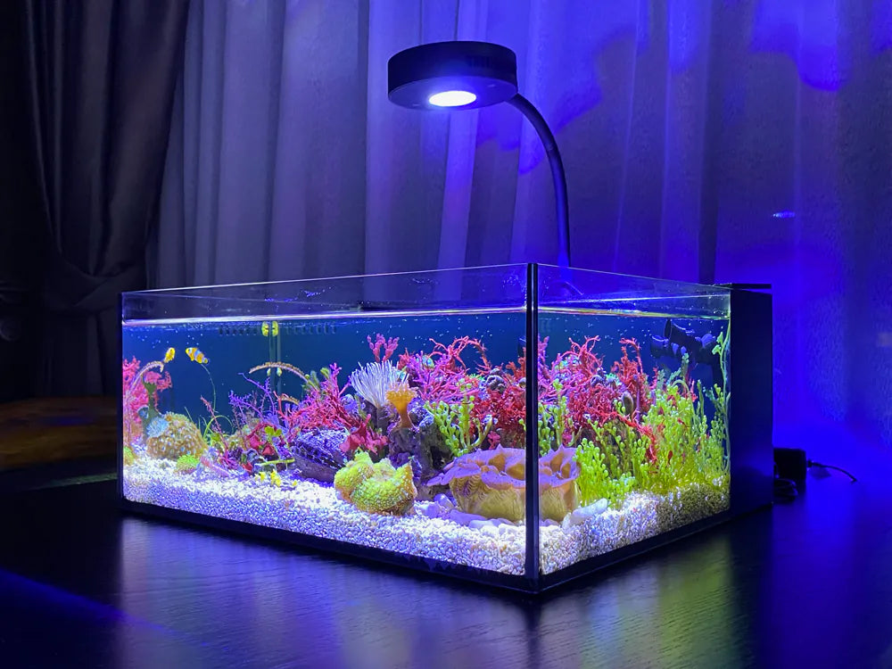 Reef Casa Pico 6 Gallon Aquarium