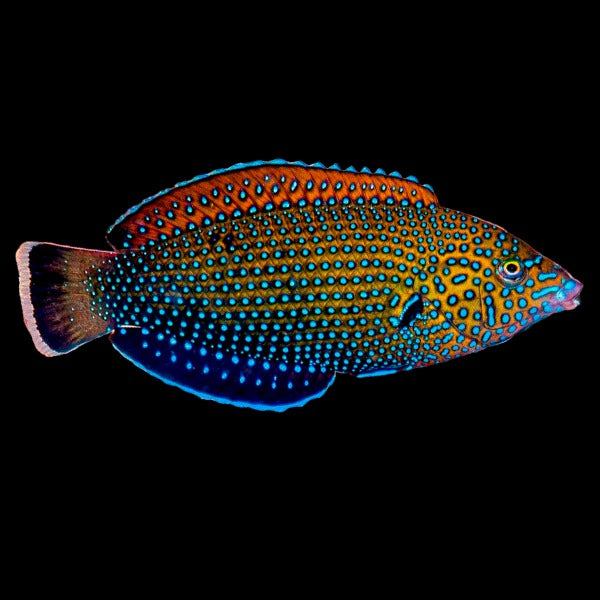 Blue Spotted Tamarin Wrasse