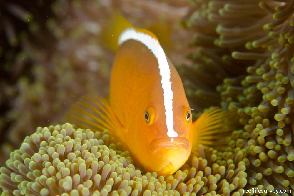 Amphiprion sandaracinos Orange Anemonefish Rare