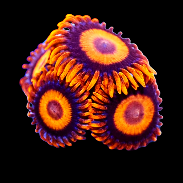 Agent Orange Zoanthid