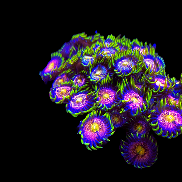 Nirvana Zoanthid