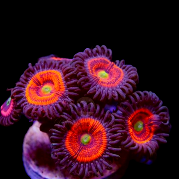 Gobstopper Zoanthids