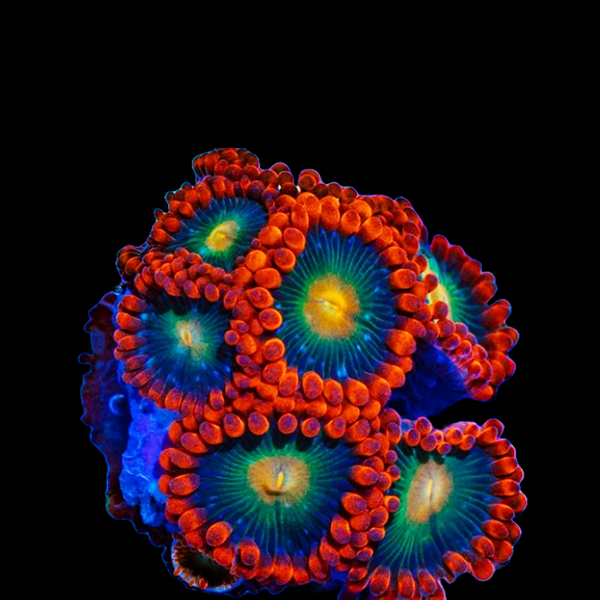 Gatorade Zoanthid