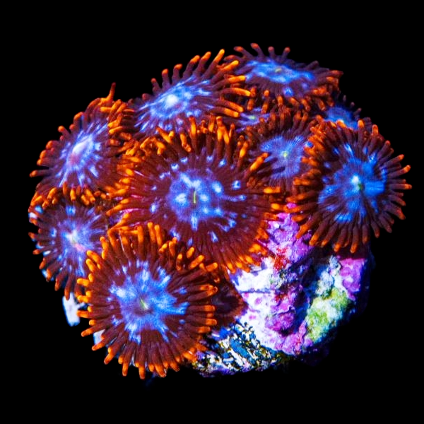 Ring of Fire Zoanthid