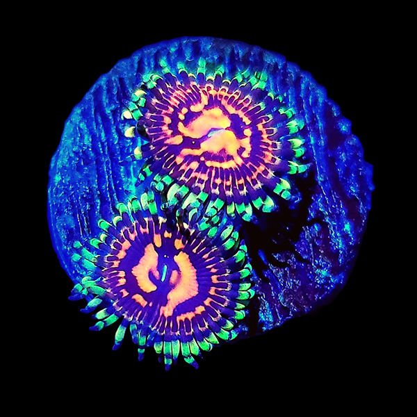 Sticker Shocker Zoas