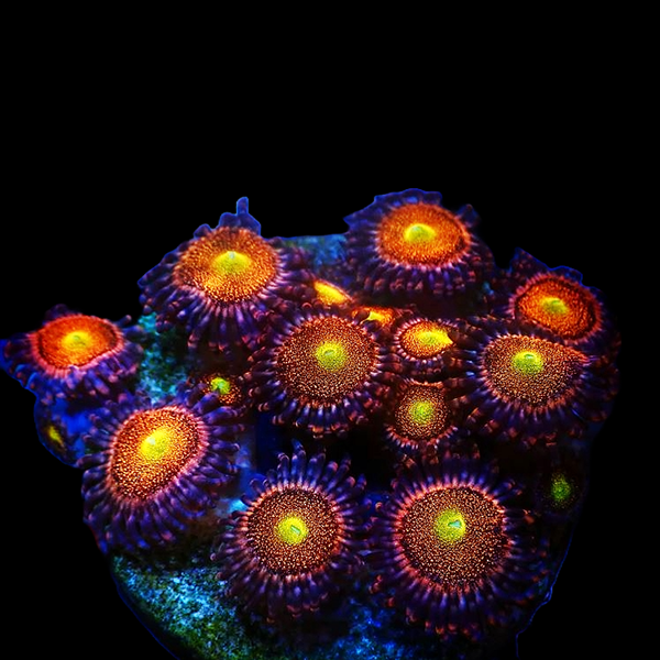 Starburst Paly