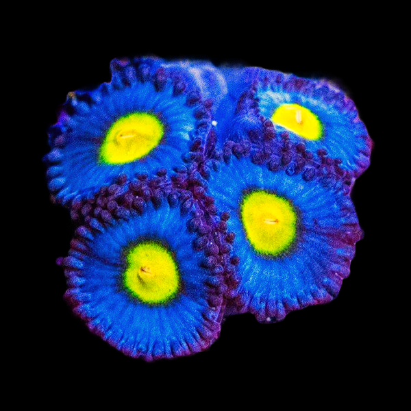 WWC AOI Zoanthid