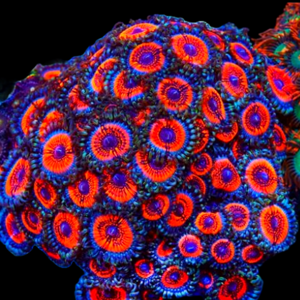 Armor of God Zoanthid