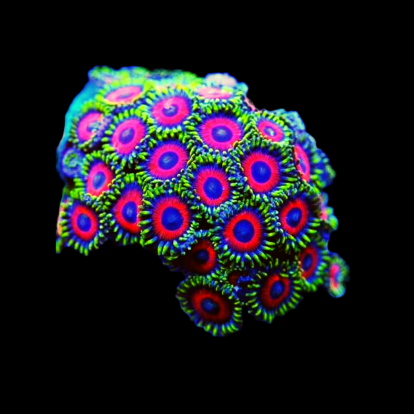 Watermelon Zoanthids