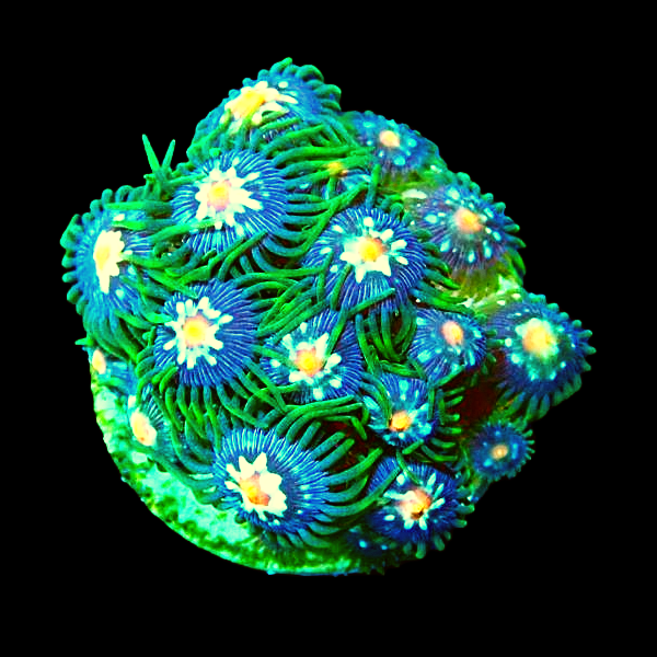 Pinwheel Zoas