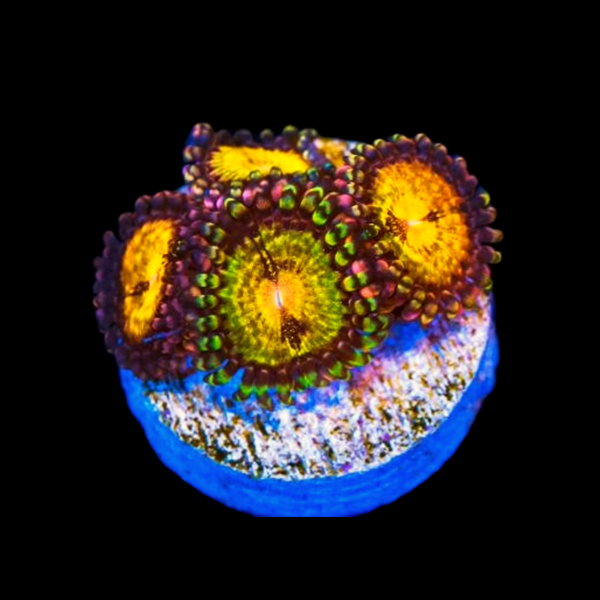 WWC Pandora Zoanthid