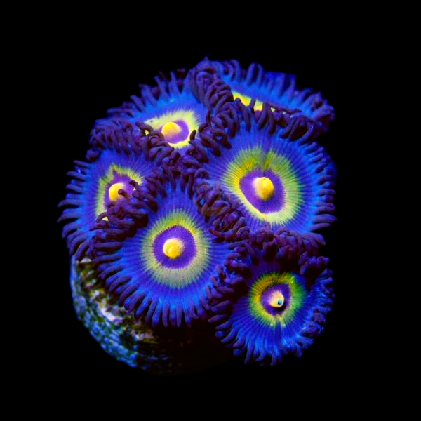 Outcast Zoanthid