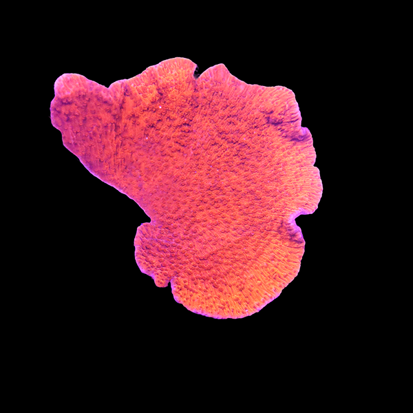Red Montipora Frag