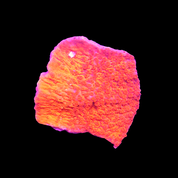 Red Montipora Frag