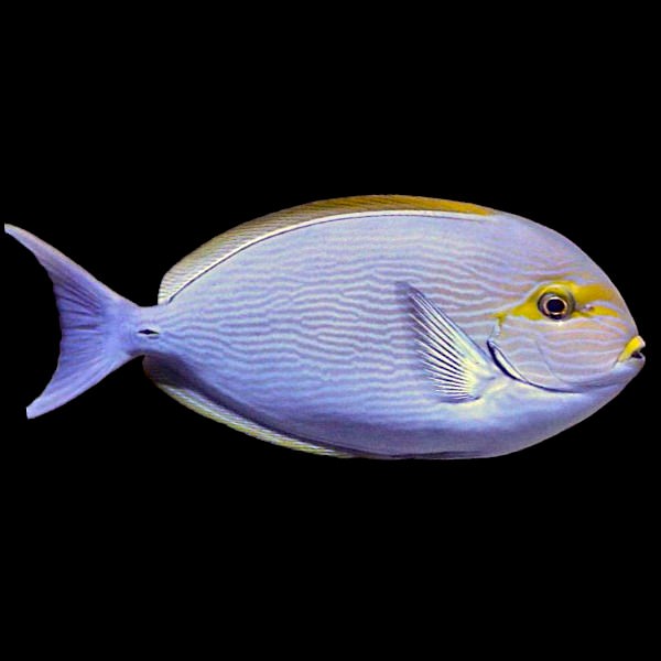Elongate Tang (Mata)