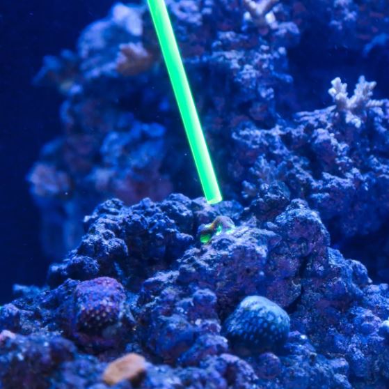 Acrylic Coral Pointer (Green)