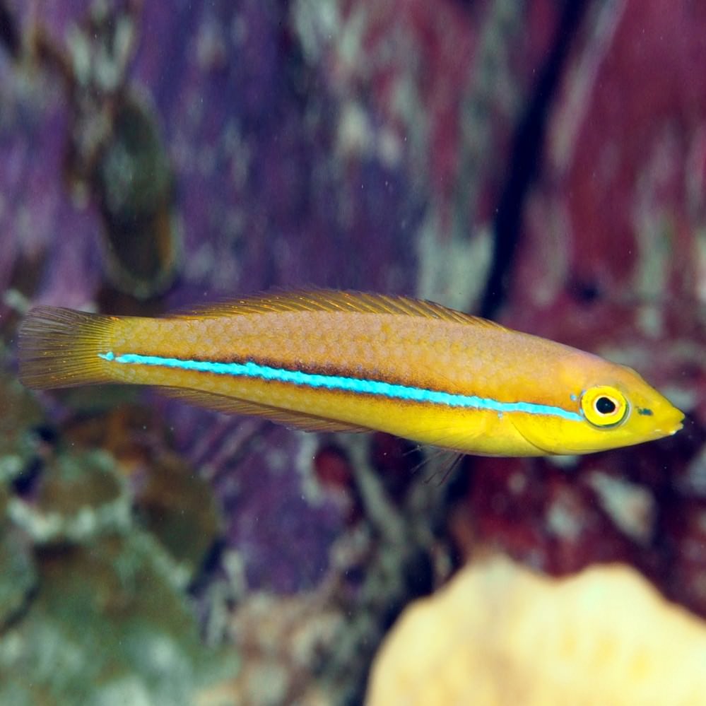 Neon Wrasse