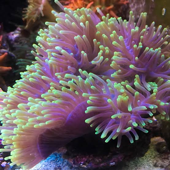 Ritteri Anemone