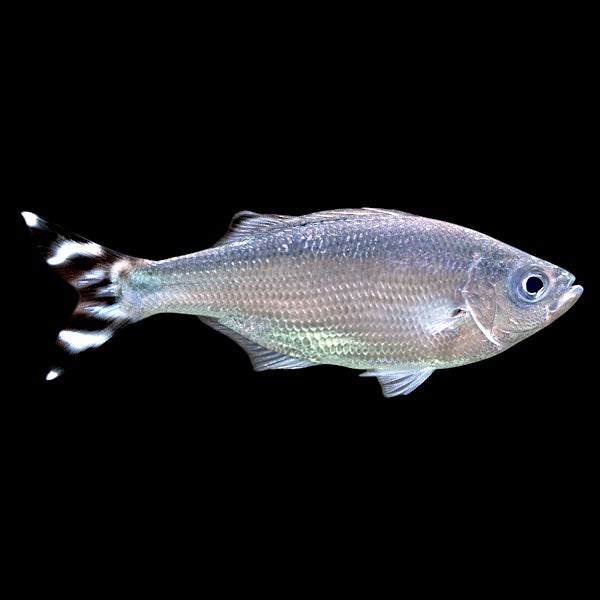 Flagtail