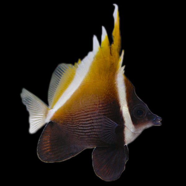 Humphead Bannerfish (Medium)