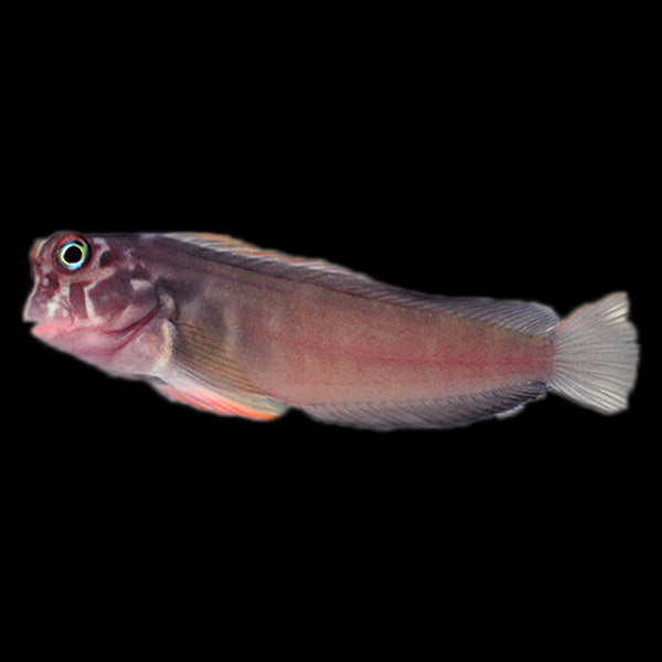 Red-Lip Blenny