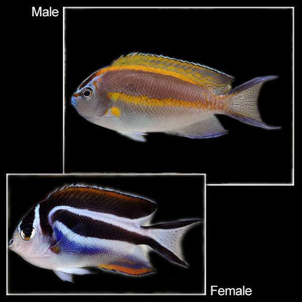 Bellus Swallowtail Angelfish &